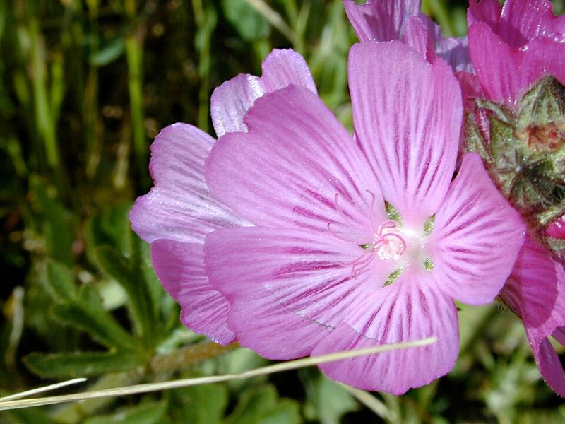 Checkerbloom Produces Delicate Flowers And Bee-Friendly Pollen