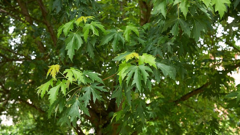 Silver Maple 