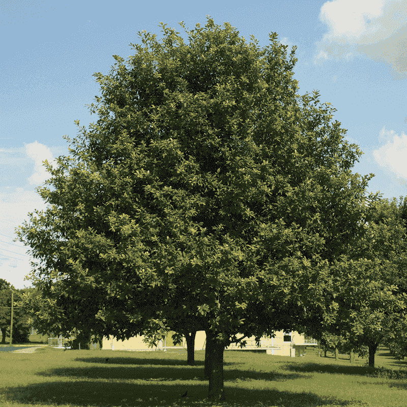 Mexican White Oak / Monterrey Oak 