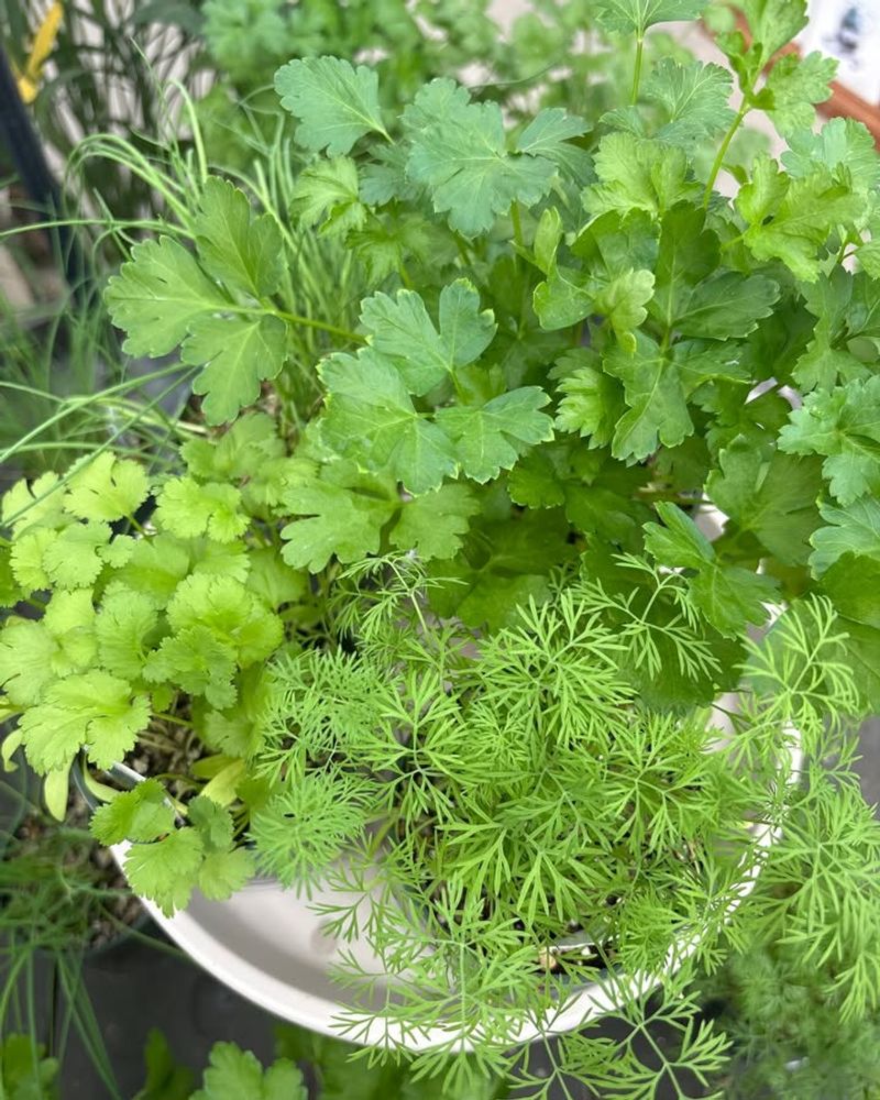 Herbs: Basil, Parsley, And Oregano