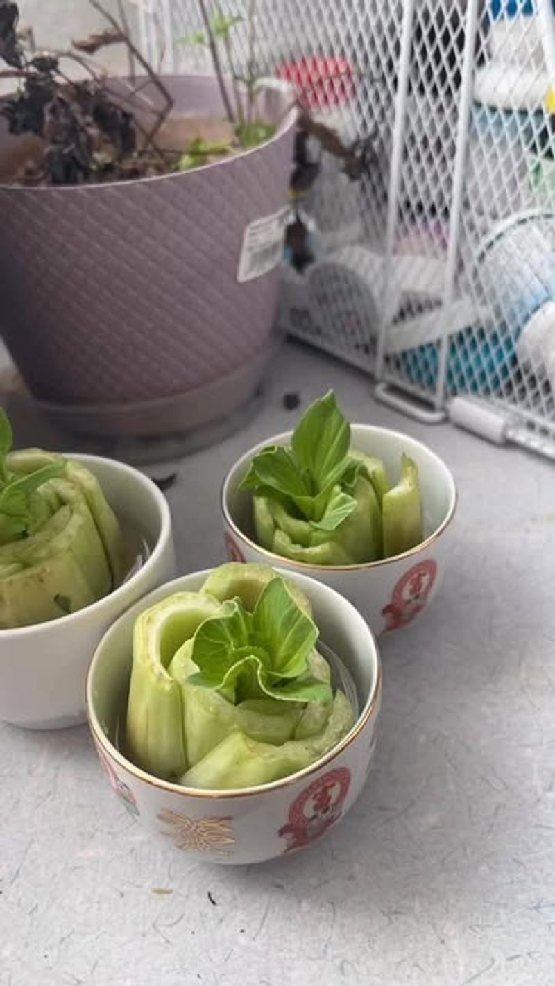 Bok Choy Forms Fresh Leaves When The Base Sits In Water