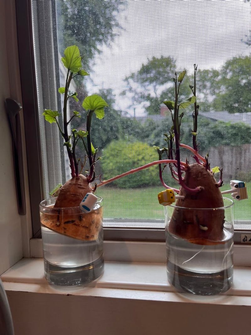 Sweet Potato Slip Starter