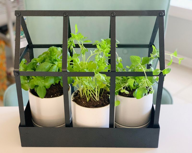 Herbs (Basil, Parsley, And Oregano)