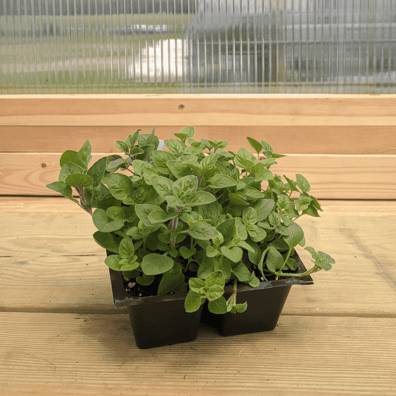 Herbs (Basil, Parsley, Oregano)