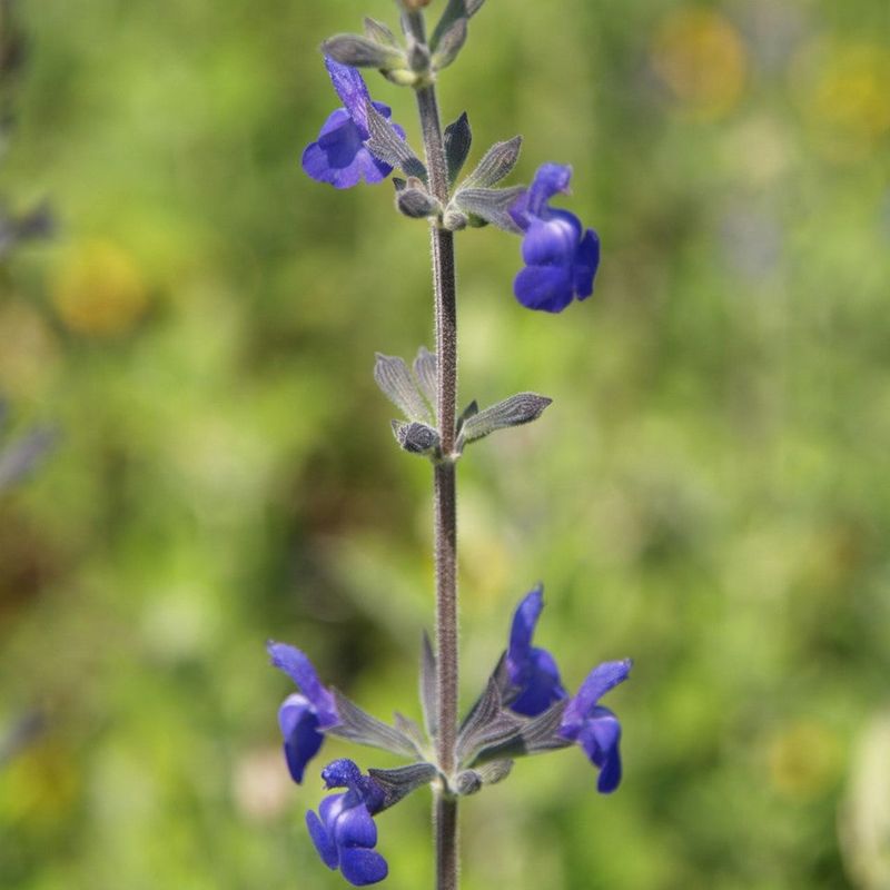 Marine Blue Germander Sage For Edging Or Containers