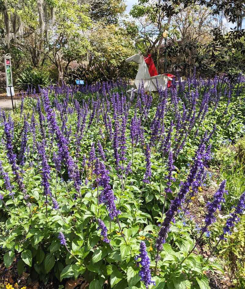 Salvia Produces Long-Lasting Blooms That Pollinators Love
