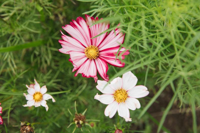 Cosmos Add Easygoing Beauty In A Hurry