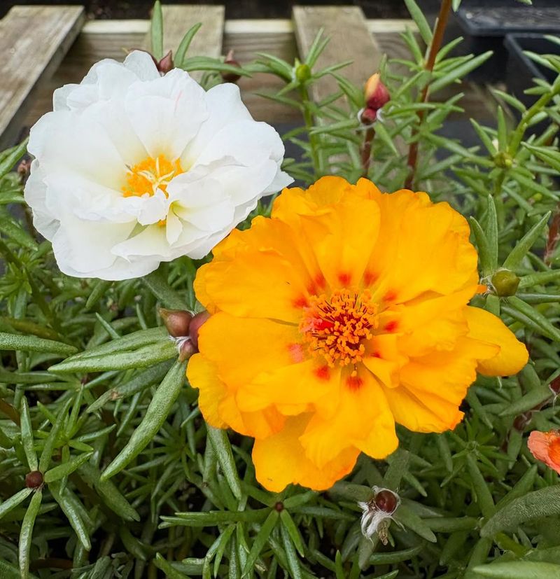 Portulaca Thrives As Conditions Start Warming Up