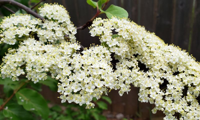 Rusty Blackhaw Viburnum