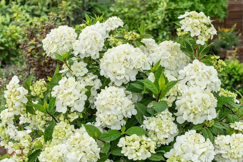 Incrediball Storm Proof Hydrangea