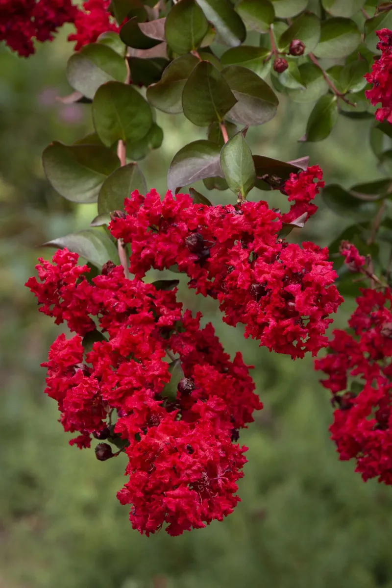 Dynamite Stands Out With Vivid Red Flowers And Upright Growth