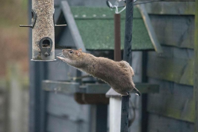 Feeders Placed Near Cover Make It Easy For Rats To Hide