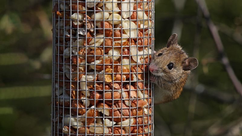 Feeder Placement Can Make Rats Feel Right At Home