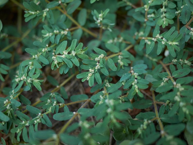 Spurge Forms Low Mats With Tiny Leaves And Milky Sap