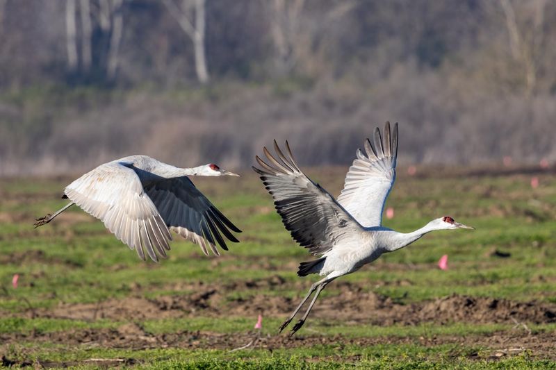 Wetland Restoration Projects Encouraging Nearby Foraging