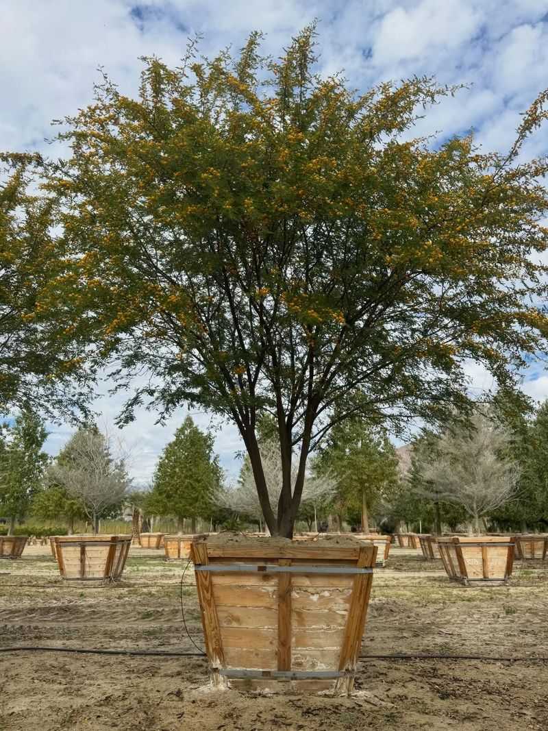 Sweet Acacia Adds Fragrant Yellow Spring Blooms