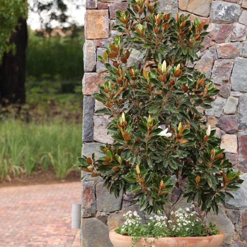 Little Gem Magnolia Gives Southern Magnolia Beauty In A Smaller Tree