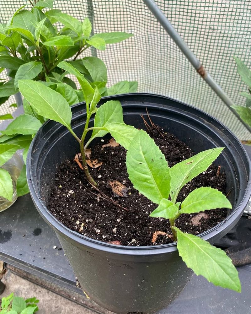 Longevity Spinach Grows With Little Care