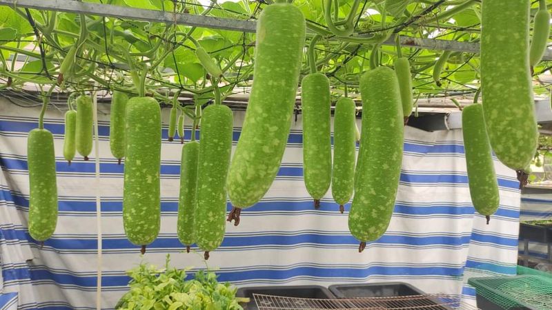 Luffa Gourds