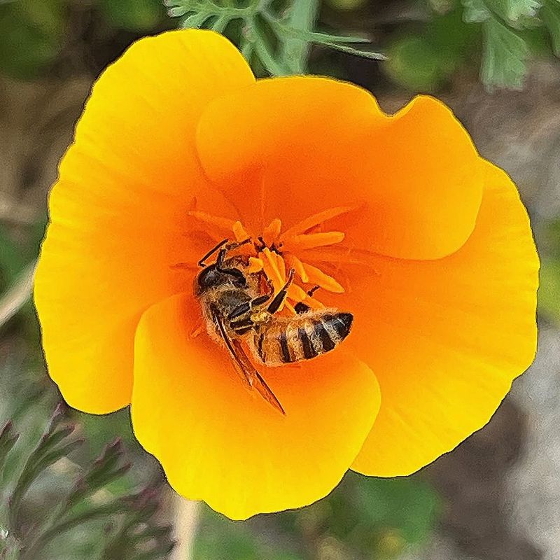 Planting California Poppies For Pollinators