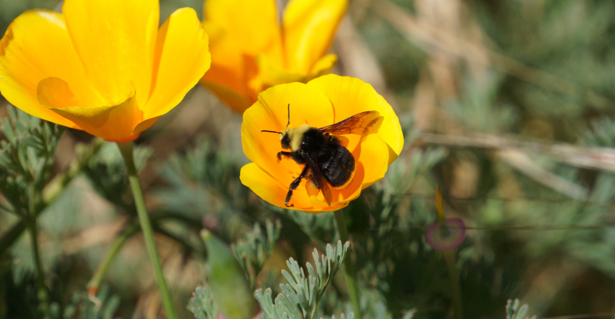 poppy and bee