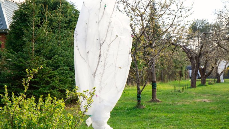 Cover Trees To Protect Blossoms