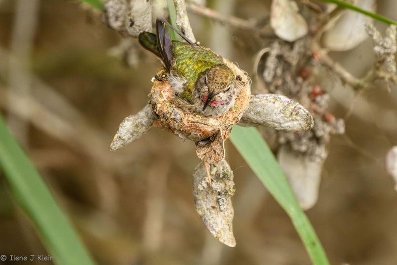 Wildlife Officials Handle Protected Nest Situations