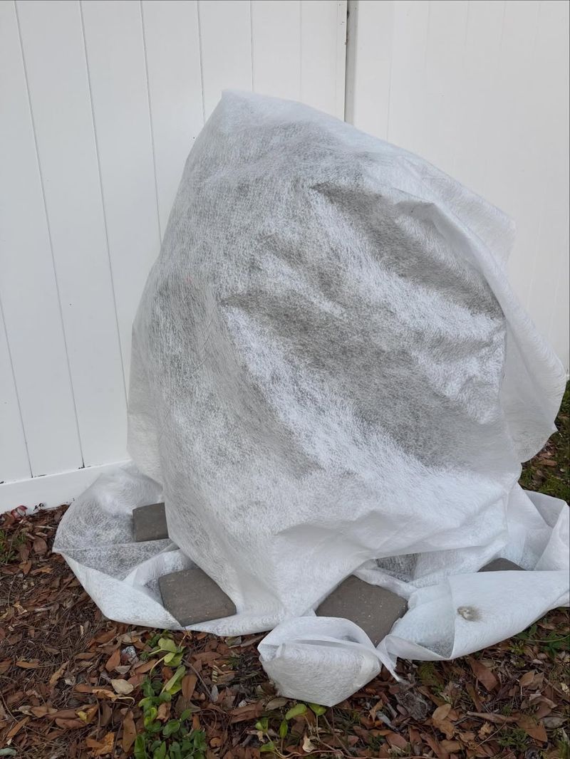 Protect Buds From Late Frosts