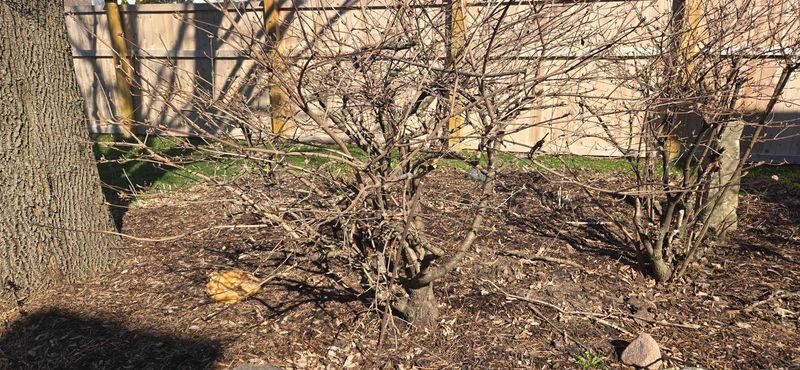 Remove Weak Or Damaged Stems To Support Healthy Blooms