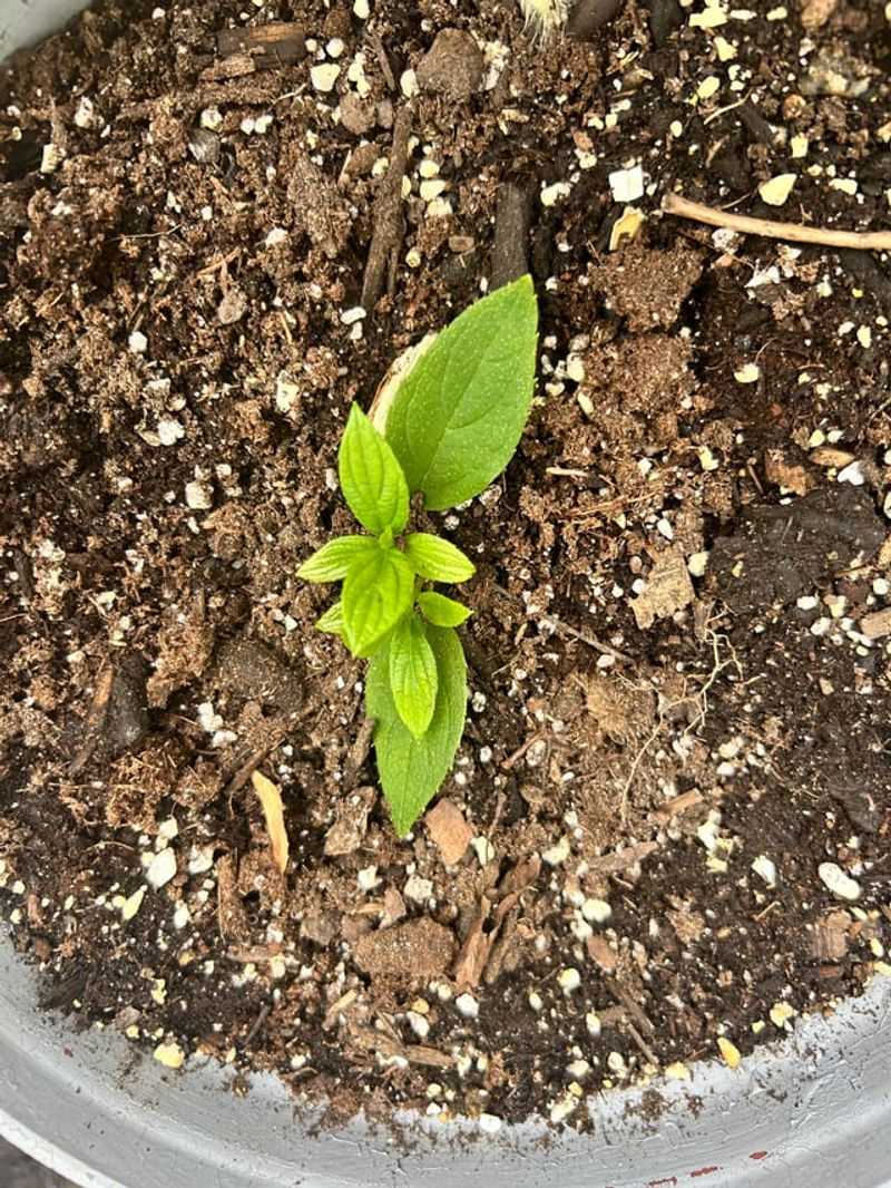 Feed Lightly Only If Your Plant Needs It