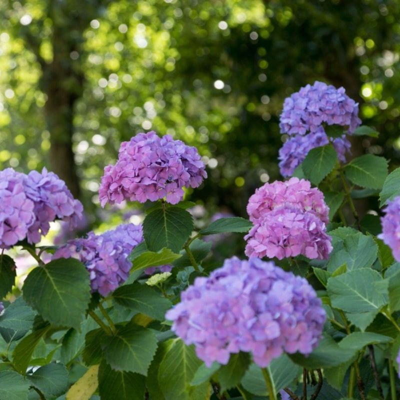 Provide Temporary Shade If Necessary
