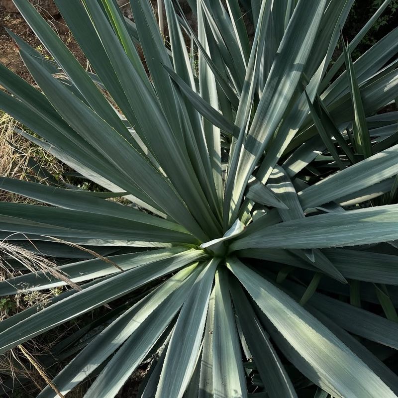 Clear Debris Around The Plant To Prevent Moisture Buildup
