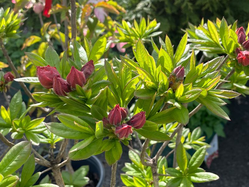 Monitor Bud Development Closely