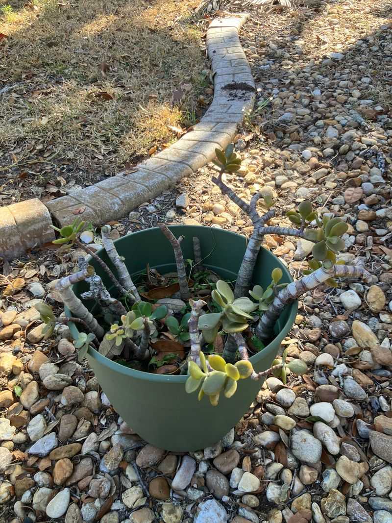 Do Not Rush To Prune Right Away