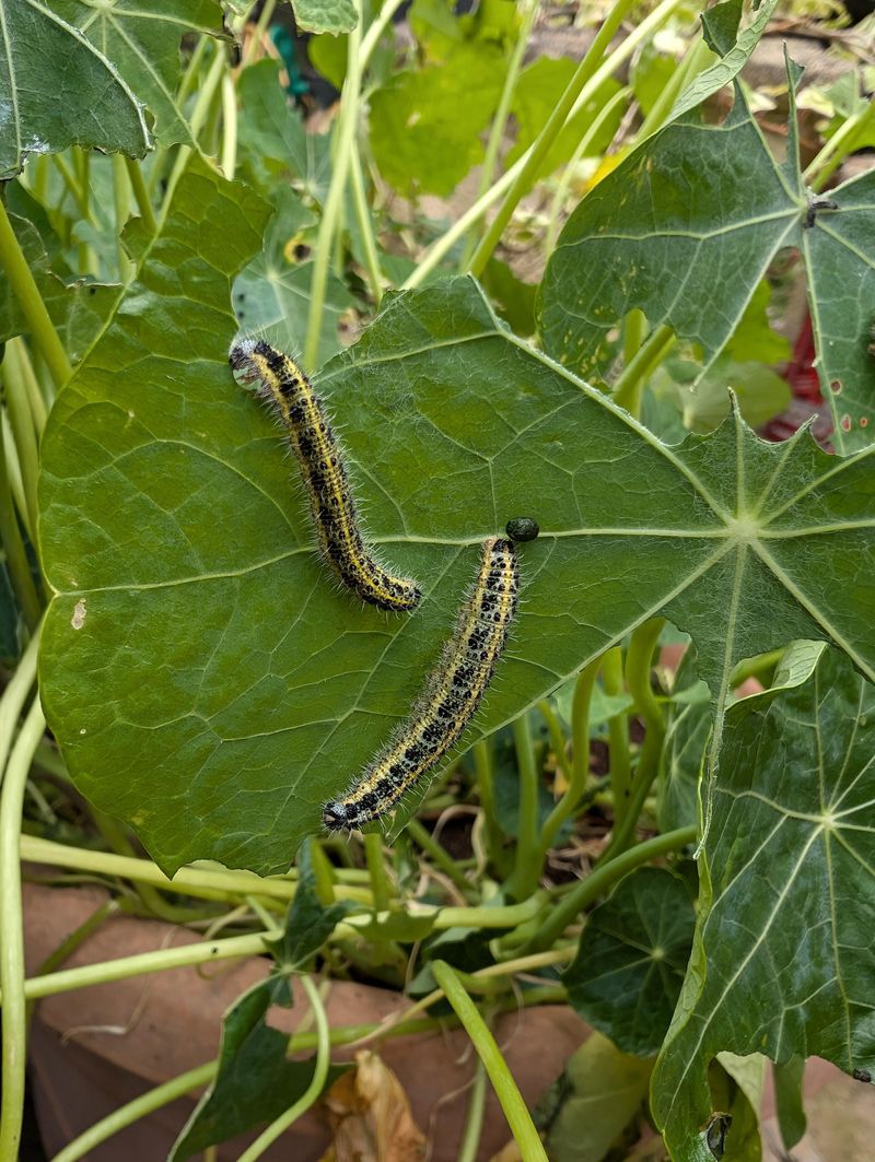 Inspect The Undersides Of Leaves For Caterpillars