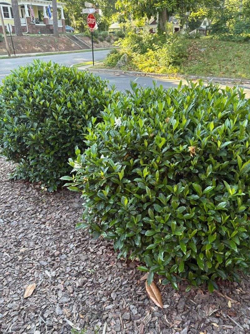 Refresh Mulch To Keep Roots Cool And Moist