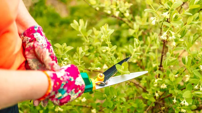 Prune Only When Needed To Avoid Stressing Plants