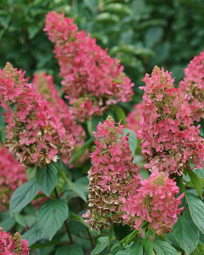 Do Not Worry About Flower Color Changes