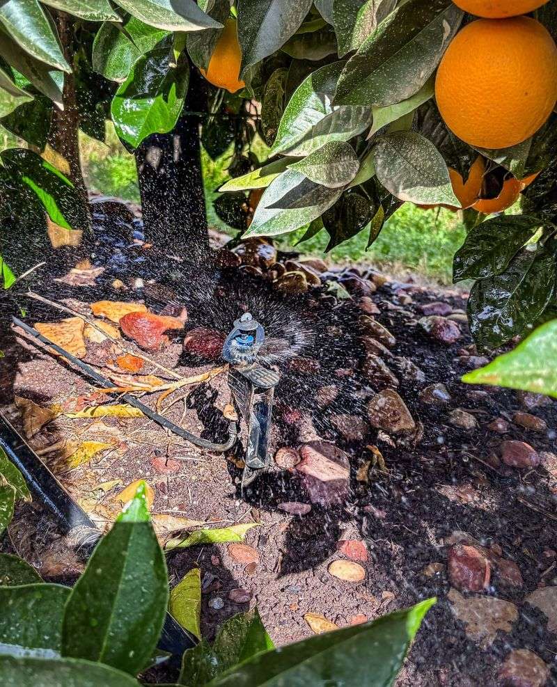 Use Drip Irrigation For Slow And Efficient Watering