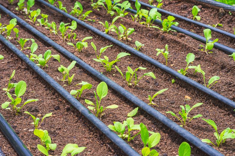 Use Drip Irrigation For More Consistent Watering
