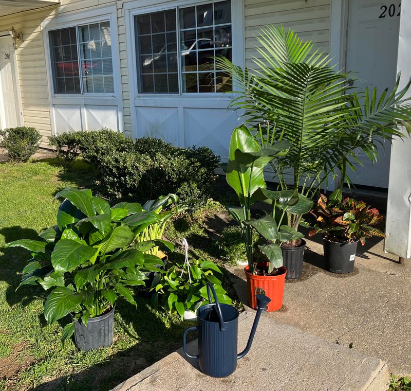 Keep An Eye Out For Wind Stress And Wilting