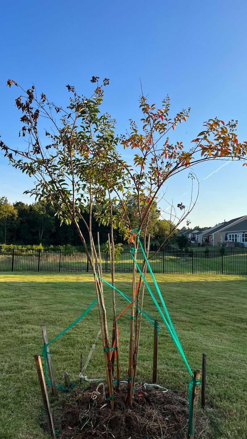 Feed At The Right Time For Vibrant Flowers