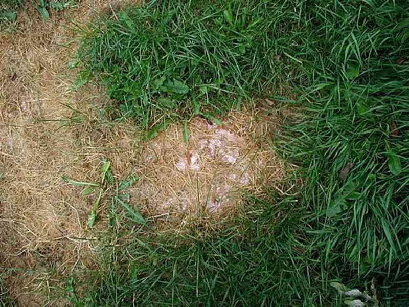 Apply Fertilizer Sparingly To Avoid Weed Overgrowth