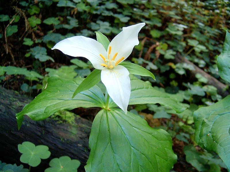 Western Trillium Adds Woodland Charm And Solitary Bee Habitat