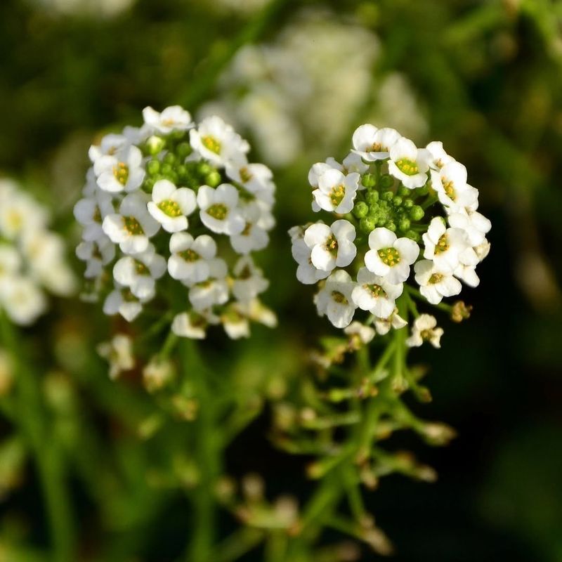 Sweet Alyssum That Spreads Fragrance Everywhere