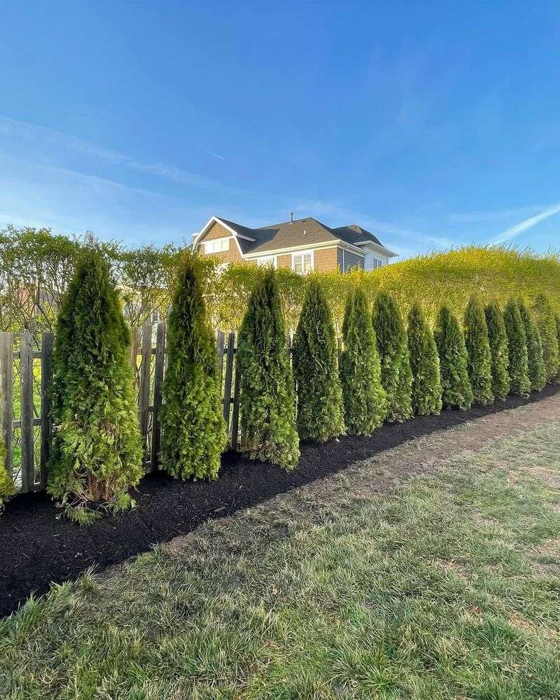For Tight Spaces, Arborvitae Stays Neat And Vertical