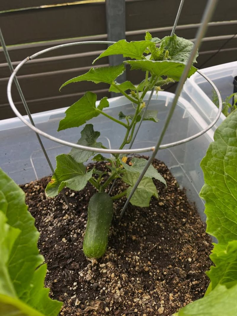 Bush Cucumber Produces Plenty In A Single Container