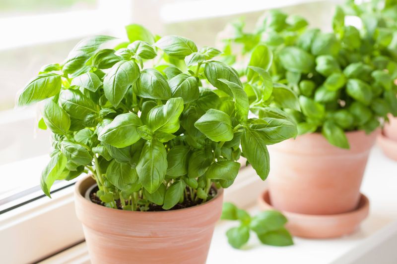 Herbs (Basil, Thyme, And Rosemary)