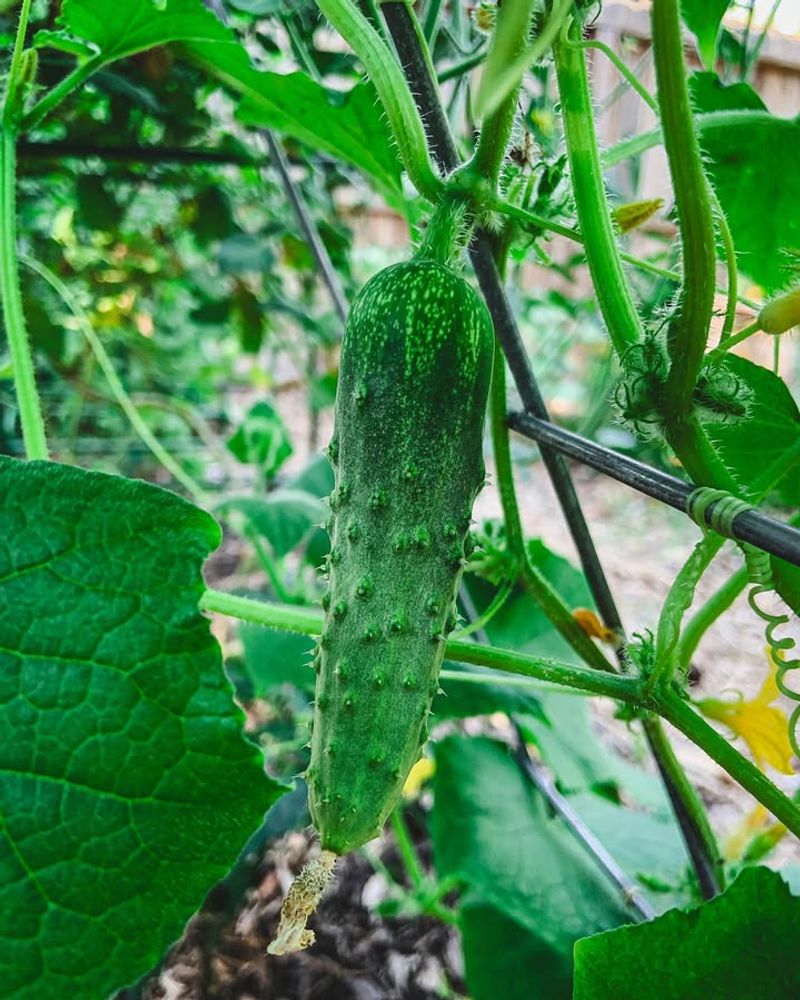 Cucumbers That Climb And Keep Producing