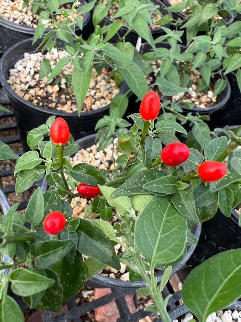 Hot Peppers Prefer Rising Temperatures And Strong Spring Sun